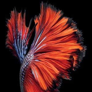 Meet your Posher, Colleen